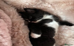 Mixed Breed cats for sale: Kittens for sale  - Image 5