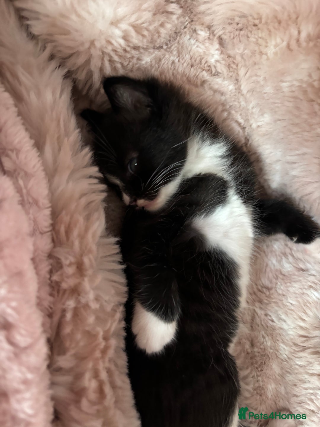 Mixed Breed cats for sale: Kittens for sale  - Image 5