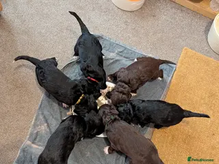 Mixed Breed dogs Sprocker × Cockerpoo Puppies – Intelligent, Gentle in Exeter - Advert 18