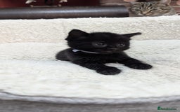 European cats for sale: 5 European shorthair kittens  - Image 28