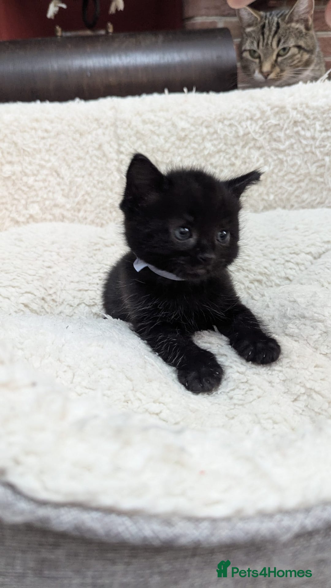 European cats for sale: 5 European shorthair kittens  - Image 28