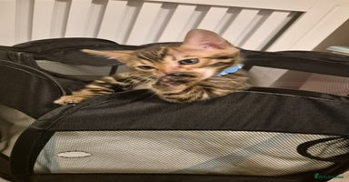 Bengal cats Beautiful bengal kittens... - Advert 4