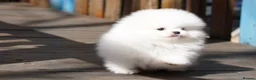Pomeranian dogs for adoption: beautiful White Pomeranians puppies - Advert 2