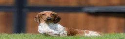 Miniature Dachshund dogs for sale: Pure Russian Piebald Miniature Smooth Dachshunds  - Advert 11