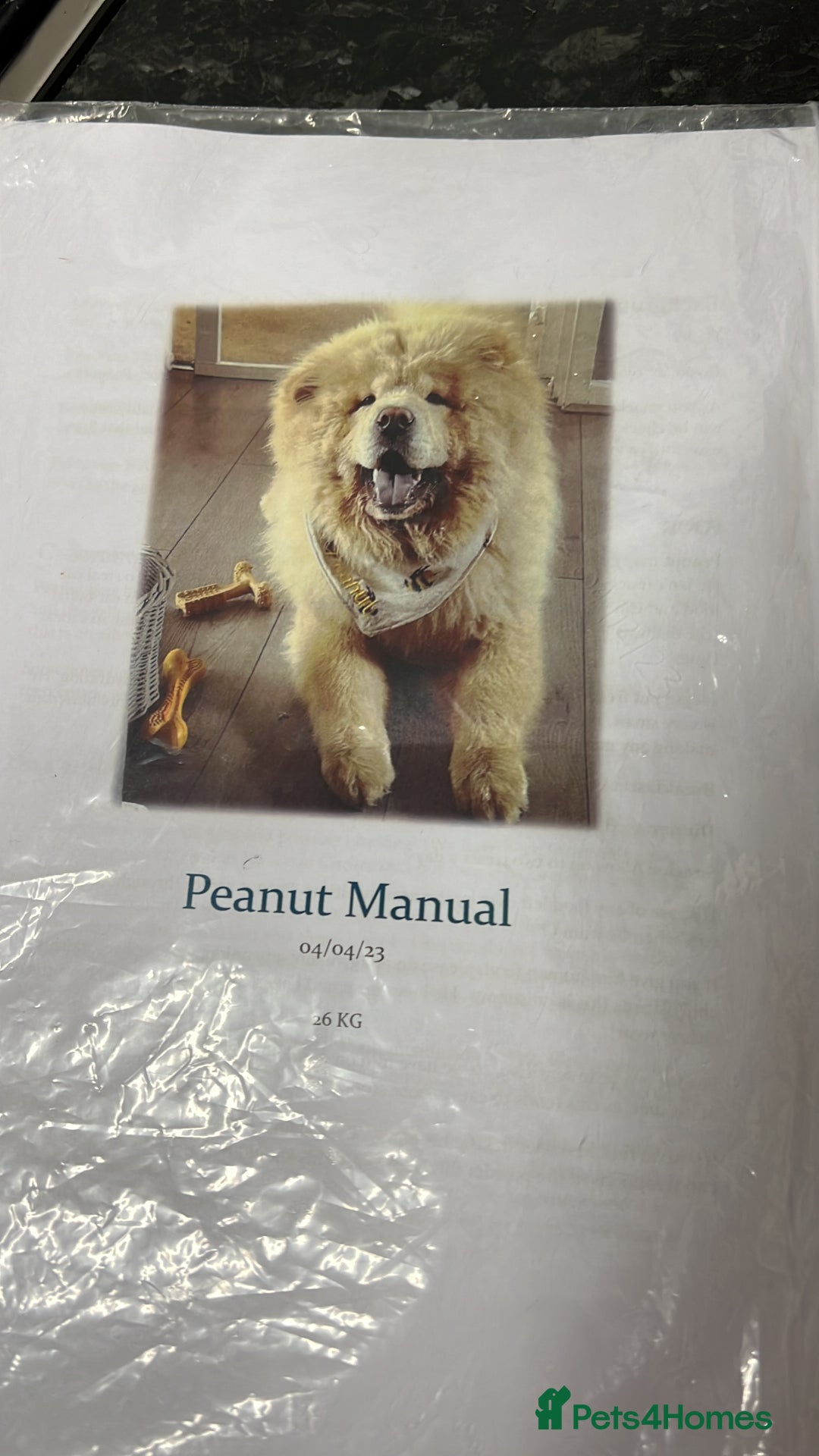 Chow Chow dogs for stud: Lion king - Advert 9