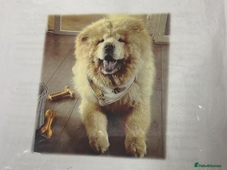Chow Chow dogs Lion king - Advert 18