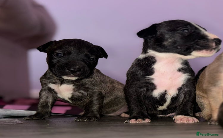 English Bull Terrier dogs - Advert 3