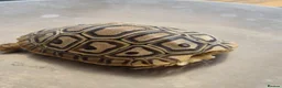 Tortoise reptiles for sale: Leopard Tortoise hatchlings in Rugby - Advert 14