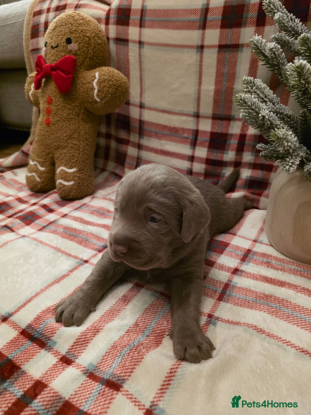 Labrador Retriever dogs for sale: Silver Labrador Puppies For Sale - Advert 24