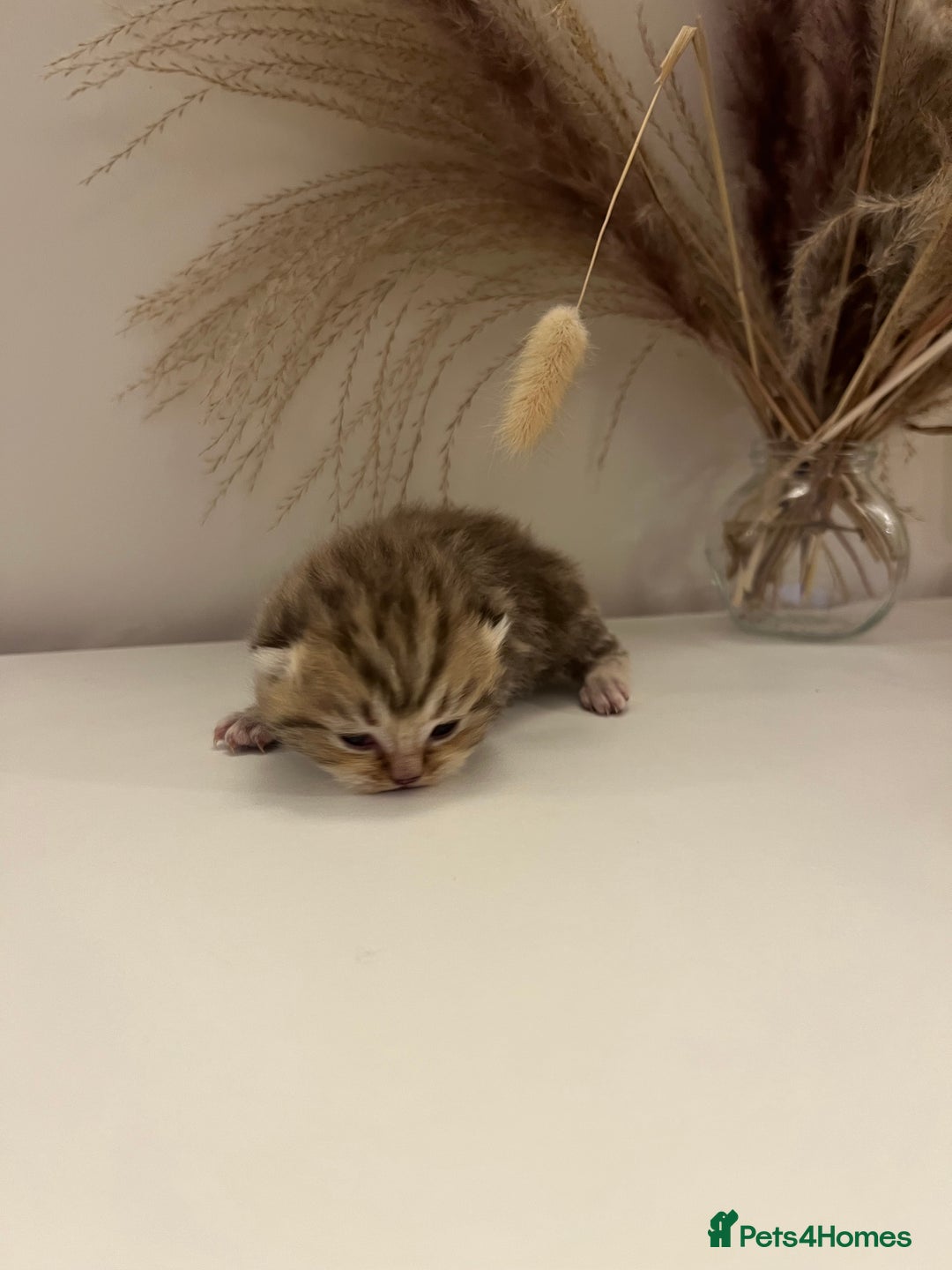 British Shorthair cats for sale:  Beautiful British Shorthair Kittens Available 🐾 - Advert 7