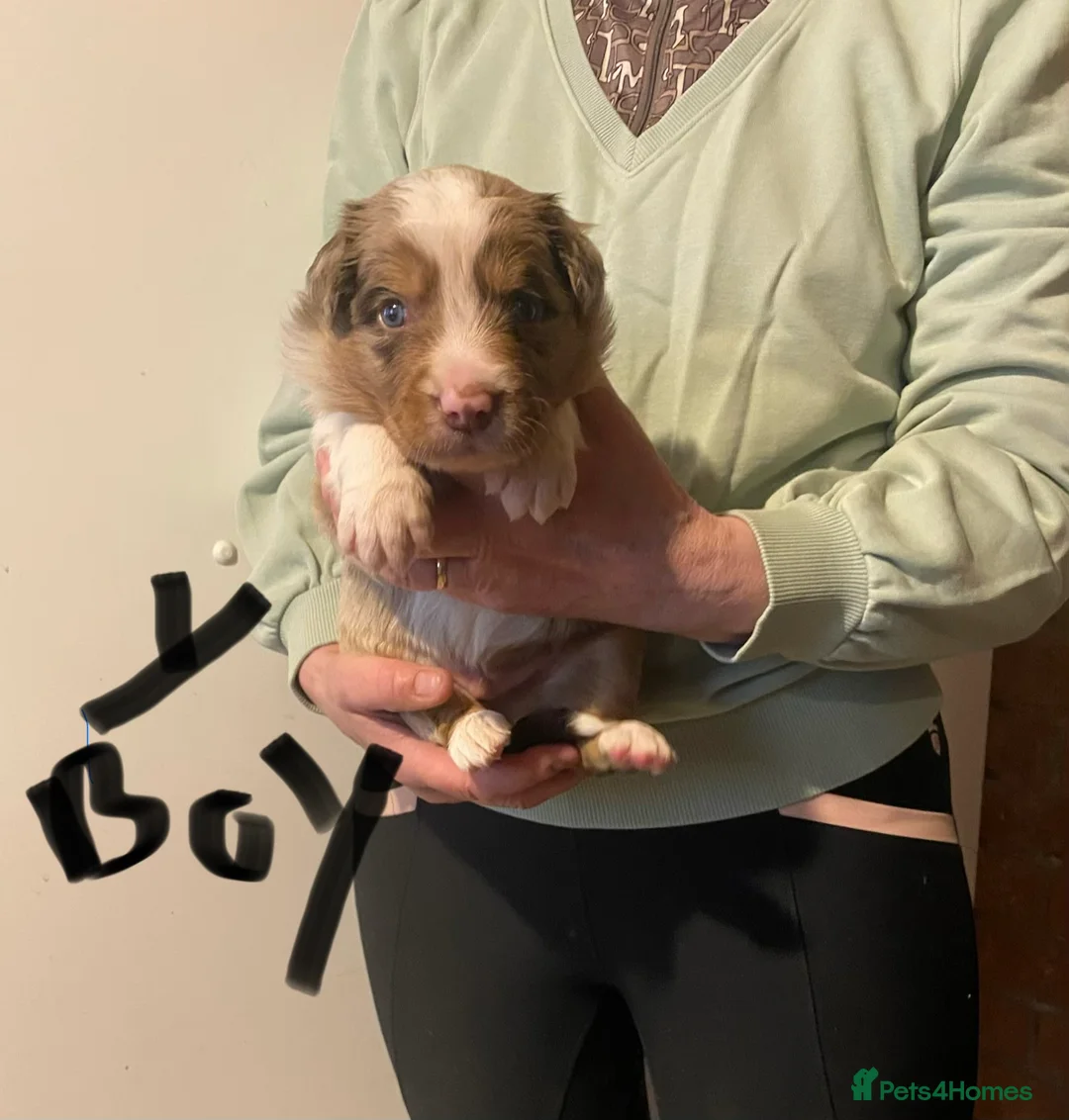 Border Collie dogs for sale: border collie puppies - Advert 2