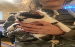 Mixed Breed cats for sale: Mixed breed kittens  - Advert 3