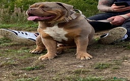 Olde English Bulldogge dogs for stud: 💥olde English bulldog stud💥 - Image 13