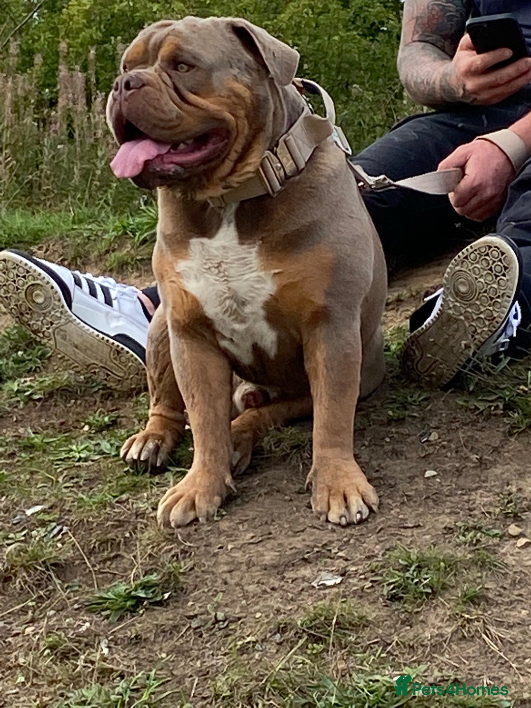 Olde English Bulldogge dogs for stud: 💥olde English bulldog stud💥 - Image 13