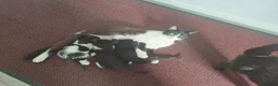 Mixed Breed cats for sale: 2 black and white kittens  - Advert 1