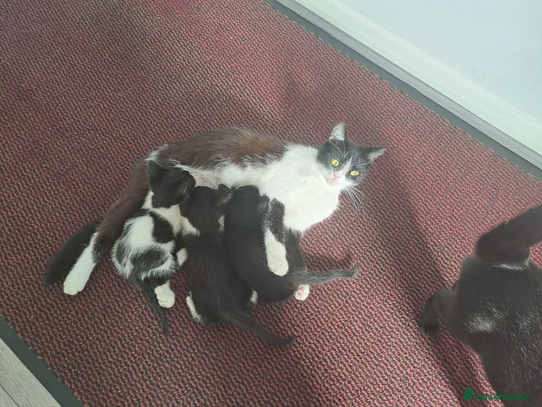 Mixed Breed cats for sale: 2 black and white kittens  - Advert 1