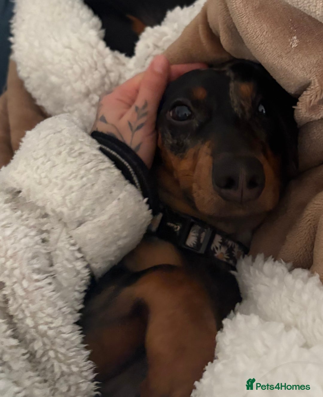 Dachshund dogs for sale: Mica needs a new home- (rehome) - Advert 1