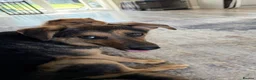 Mixed Breed dogs for sale: Small Cookie is Looking for Forever!  - Advert 4