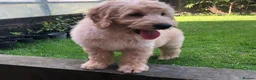Goldendoodle dogs for sale: F1 Miniature Goldendoodle 100% DNA Health Tested - Advert 5