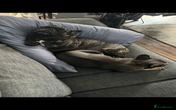 French Bulldog dogs for sale: Hugo and Nova  - Image 6