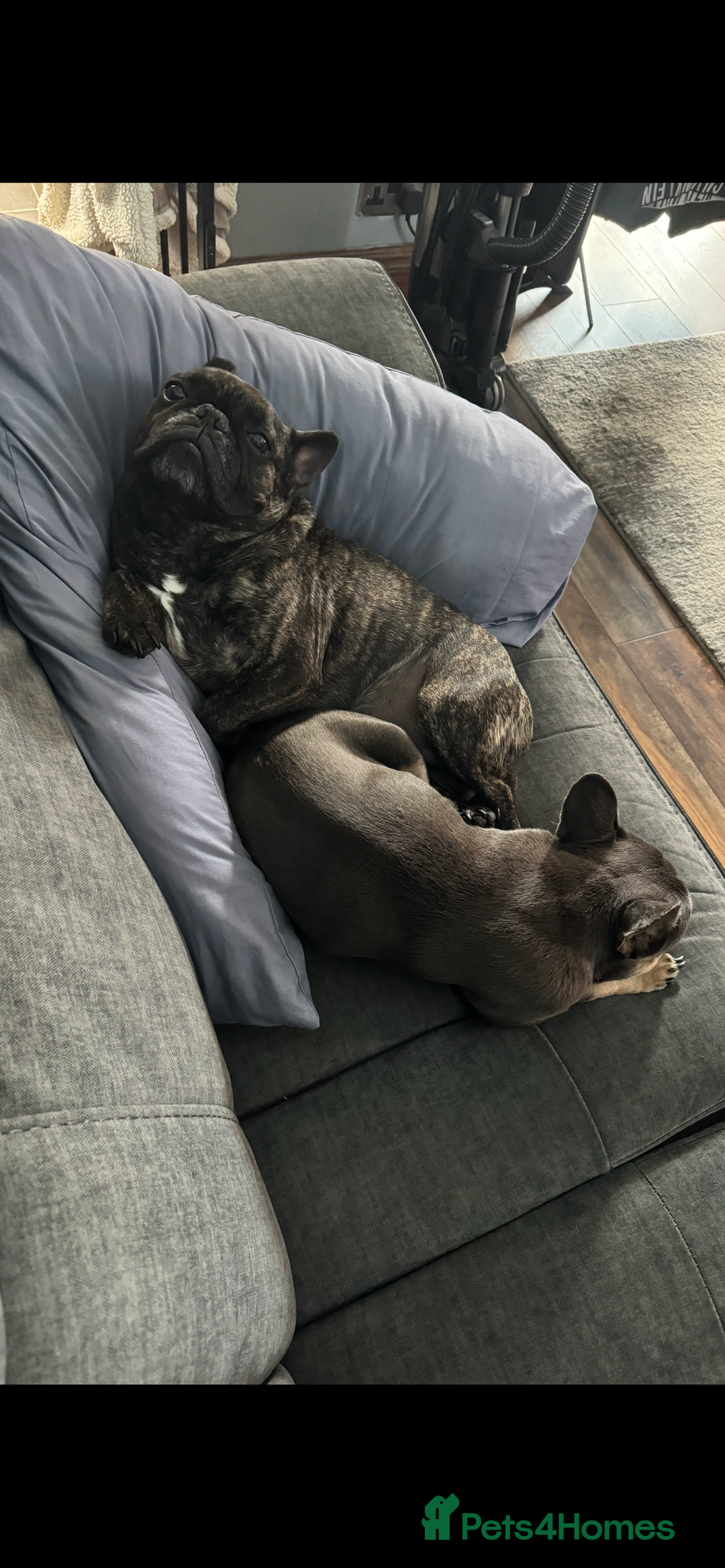 French Bulldog dogs for sale: Hugo and Nova  - Image 6