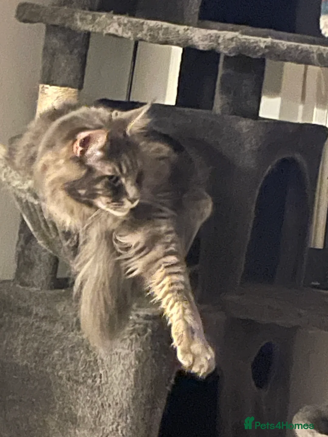 Maine Coon cats for sale: Maine Coon Kittens  - Advert 22