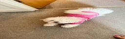 Maltese dogs for sale: Snowy in Leicester - Advert 5
