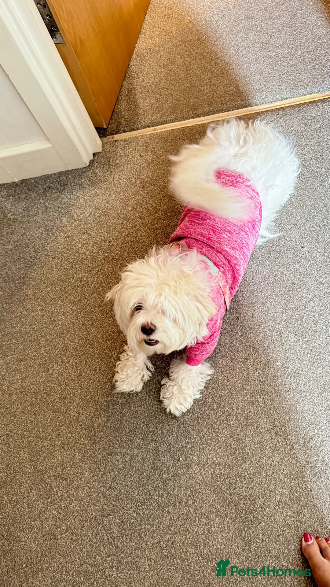 Maltese dogs for sale: Snowy in Leicester - Advert 5
