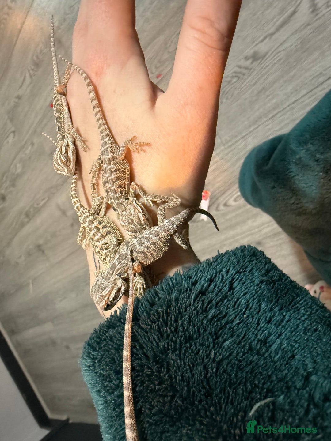 Bearded Dragon reptiles for sale: Bearded Dragon Babies - Advert 15