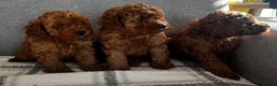Toy Poodle dogs for sale: Beautiful Toy Poodle Puppies All Red Boys in Hoddesdon - Advert 11