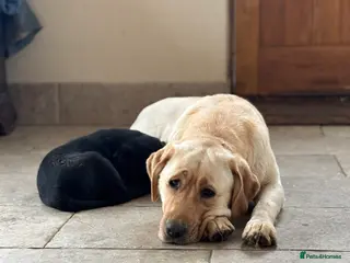 Labrador Retriever dogs One Beautiful Strong Chunky Lab Pup - Advert 7