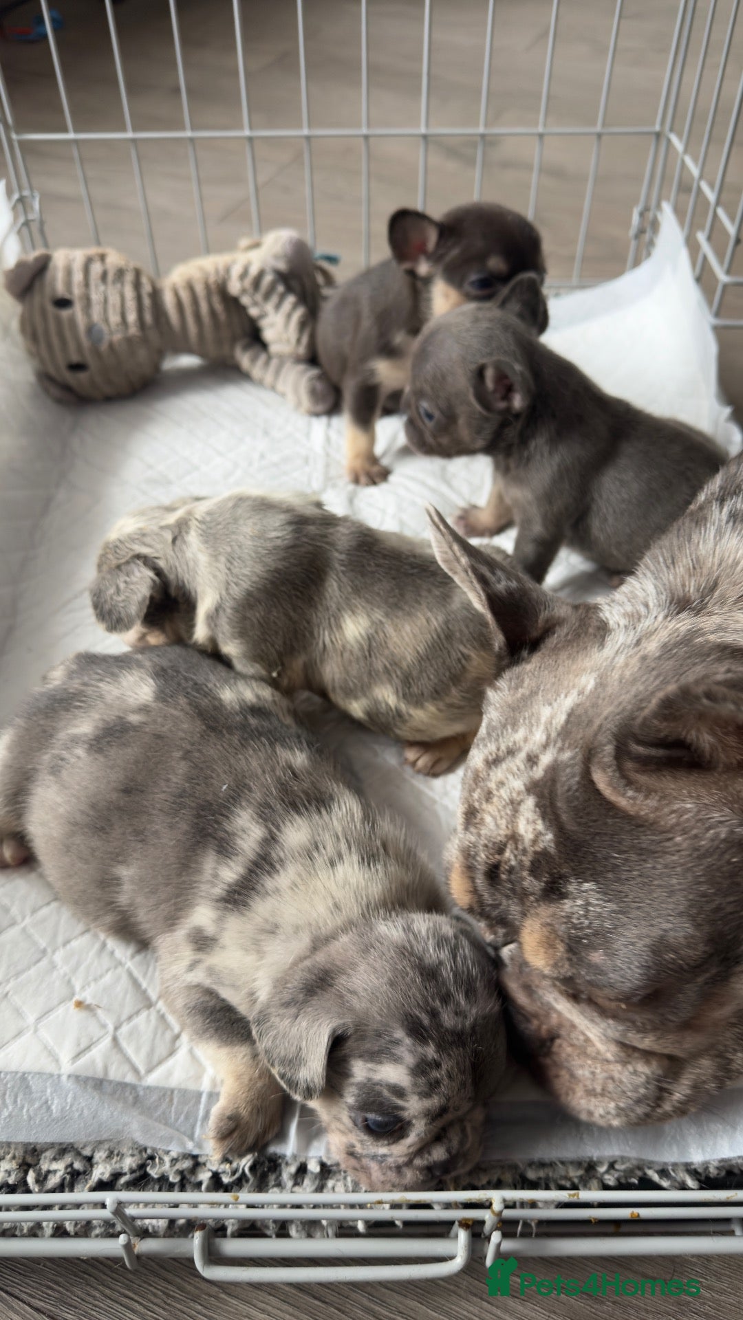 French Bulldog dogs 🩶🩷Beautiful French Bulldog Puppies🩷🩶 - Advert 1
