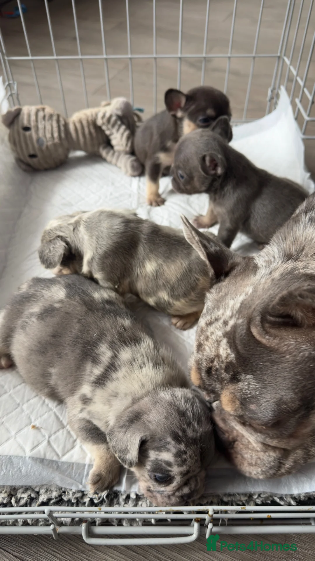 French Bulldog dogs for sale: 🩶🩷Beautiful French Bulldog Puppies🩷🩶 - Advert 1