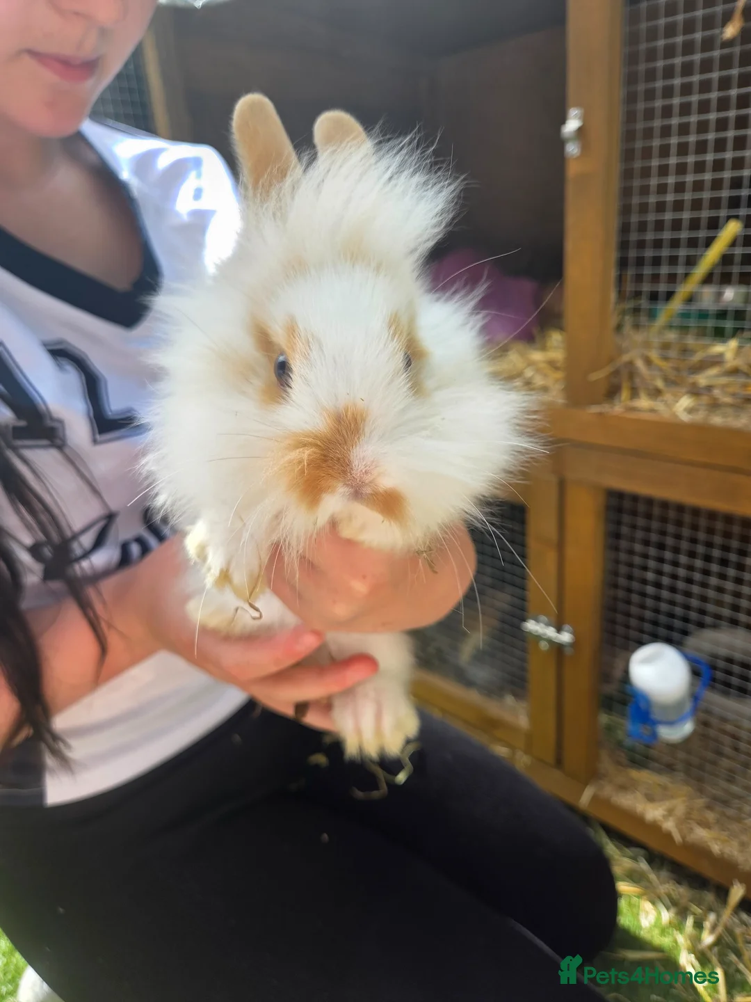 Mixed Breed rabbits for sale: Baby rabbits lion head mixed with mini lop - Advert 6