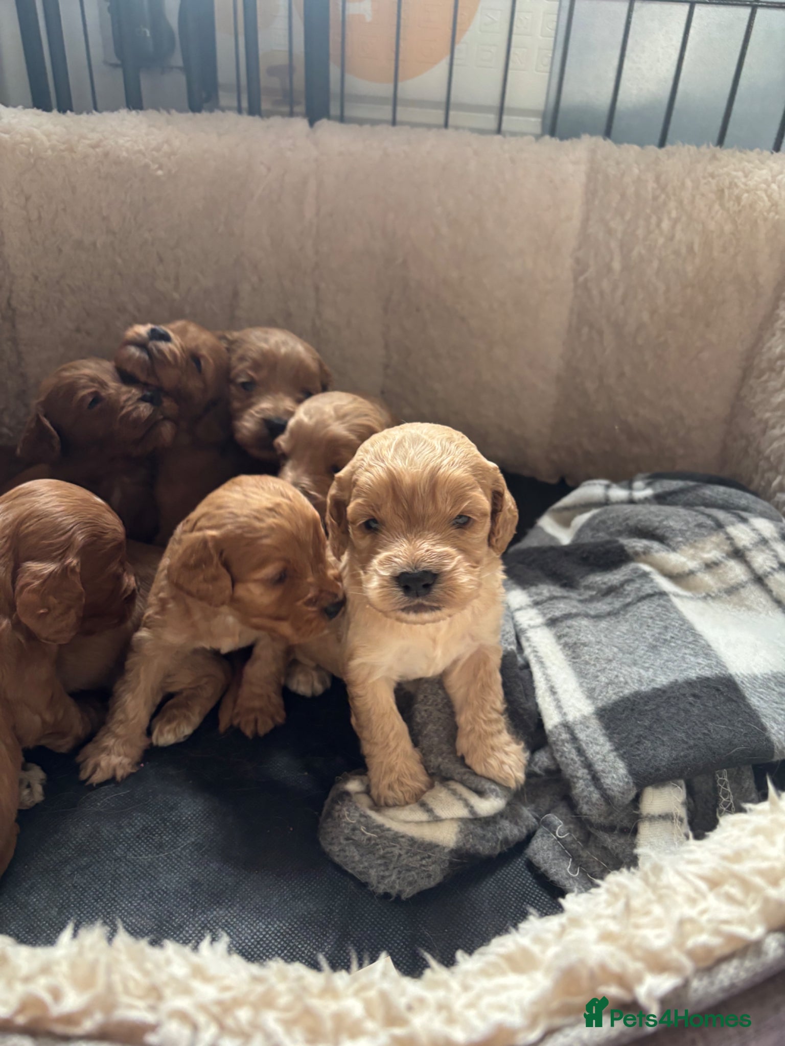 Cockapoo dogs Gorgeous F1 cockapoos 🤍 - Advert 1