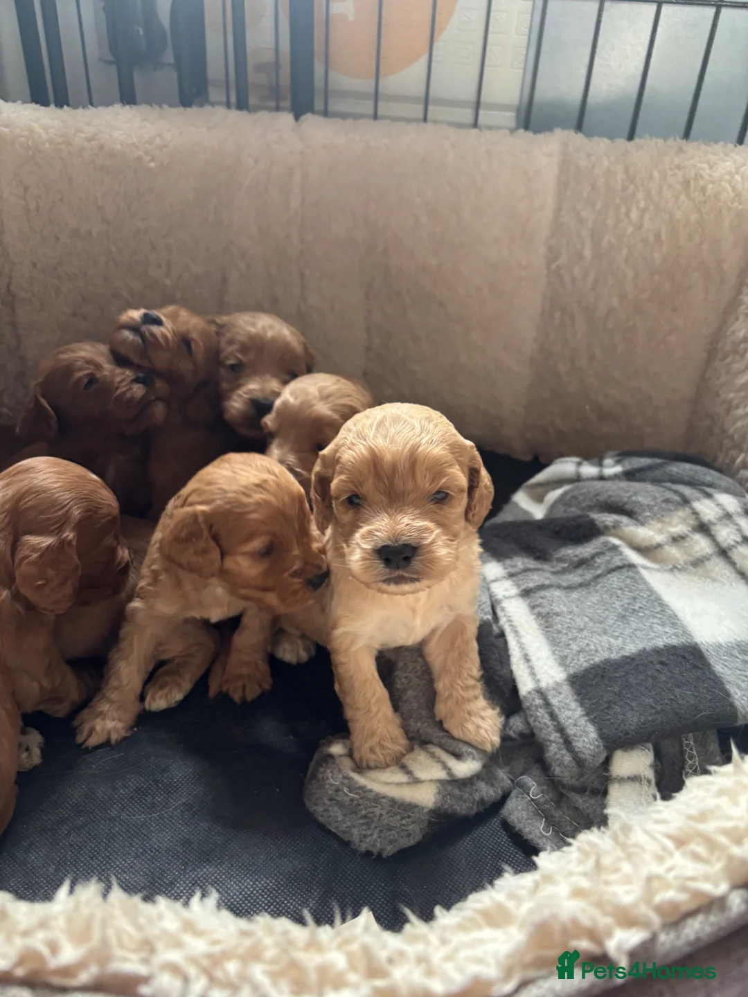 Cockapoo dogs for sale: Gorgeous F1 cockapoos 🤍 - Advert 1