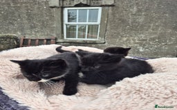 Mixed Breed cats for sale: 2 Beautiful b+w kittens Ready Now ( 2 left) - Image 9
