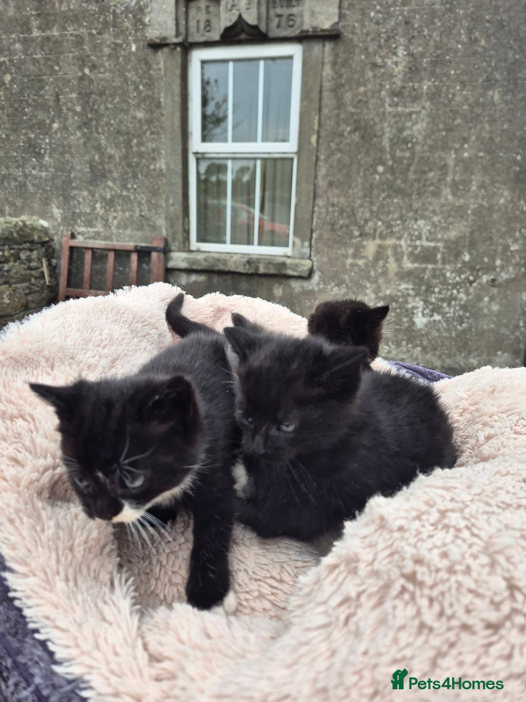 Mixed Breed cats for sale: 2 Beautiful b+w kittens Ready Now ( 2 left) - Image 9