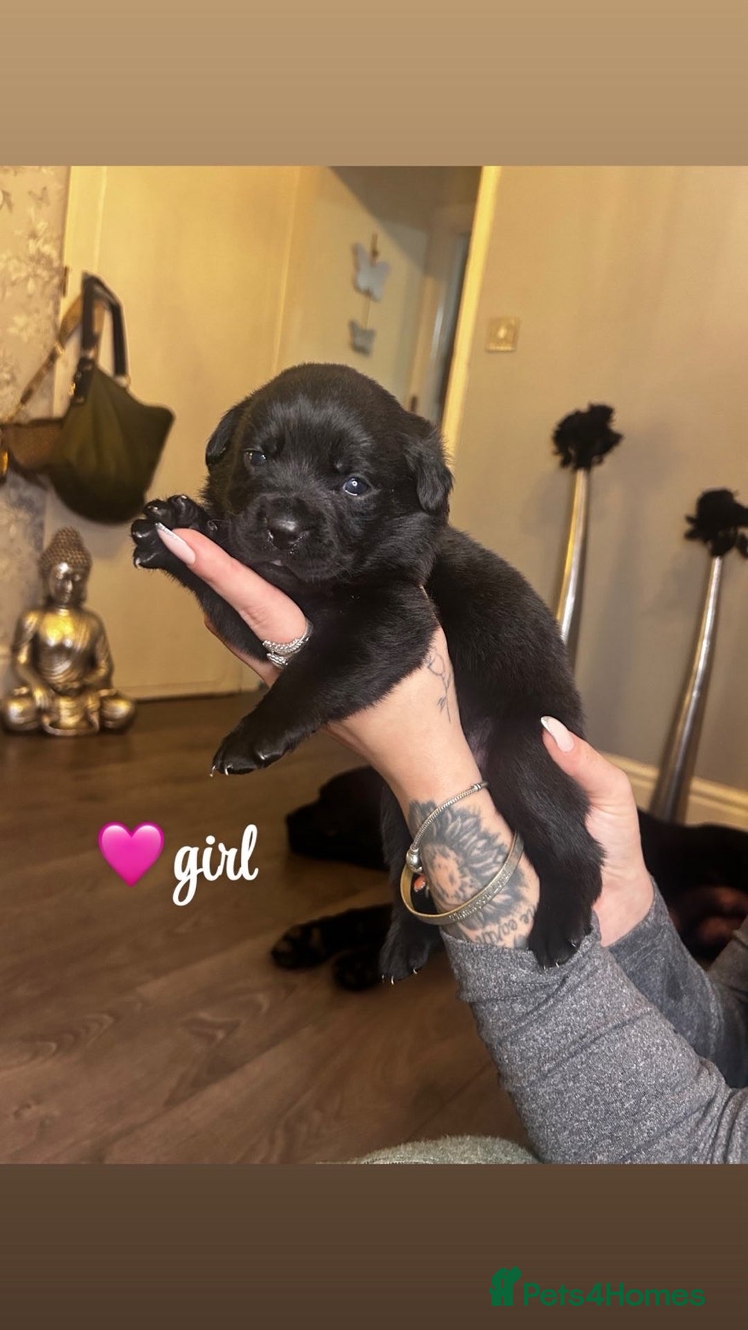 Rottweiler dogs for sale: Stunning Rottweiler puppies ✨ - Image 6