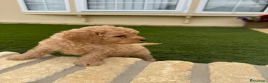 Cavapoo 3