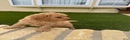 Cavapoo dogs for sale: Cavapoo puppies  - Advert 9