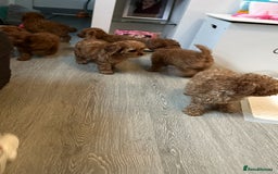 Cavapoo dogs for sale: Cavapoo pups ready to leave, forever homes only - Image 14