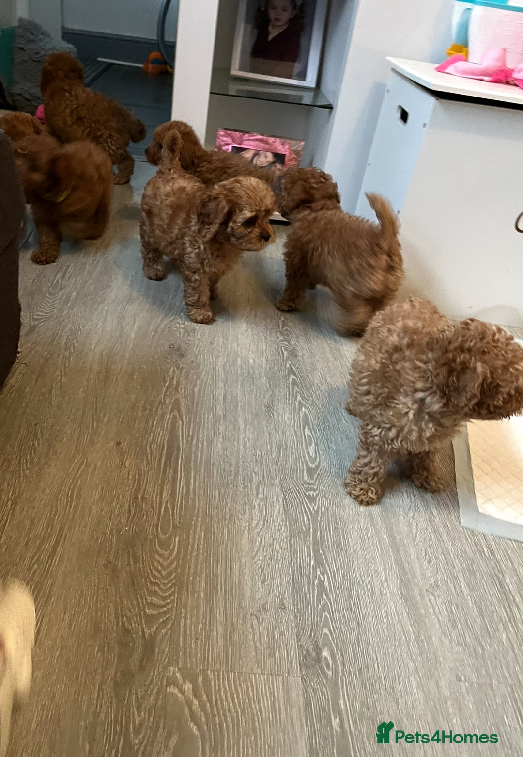 Cavapoo dogs for sale: Cavapoo pups ready to leave, forever homes only - Image 14