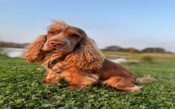 Cocker Spaniel dogs for sale: KC Show Cocker Spaniels  - Image 3