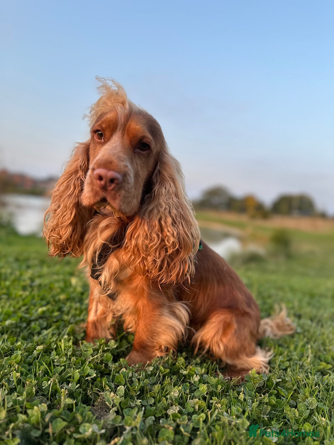 Cocker Spaniel dogs for sale: KC Show Cocker Spaniels  - Image 3