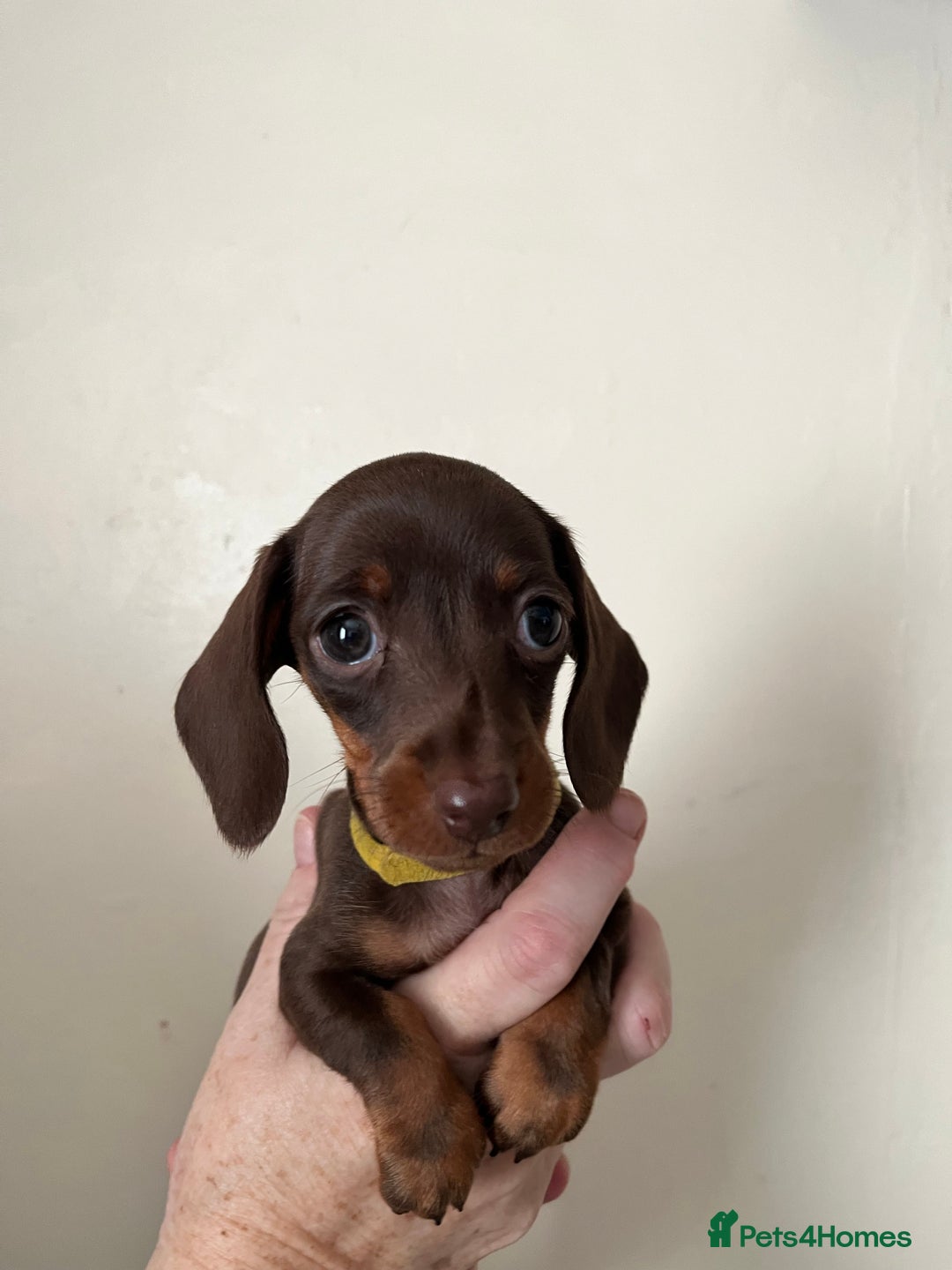 Dachshund dogs for sale: Miniature Dachshund Pups  - Advert 15