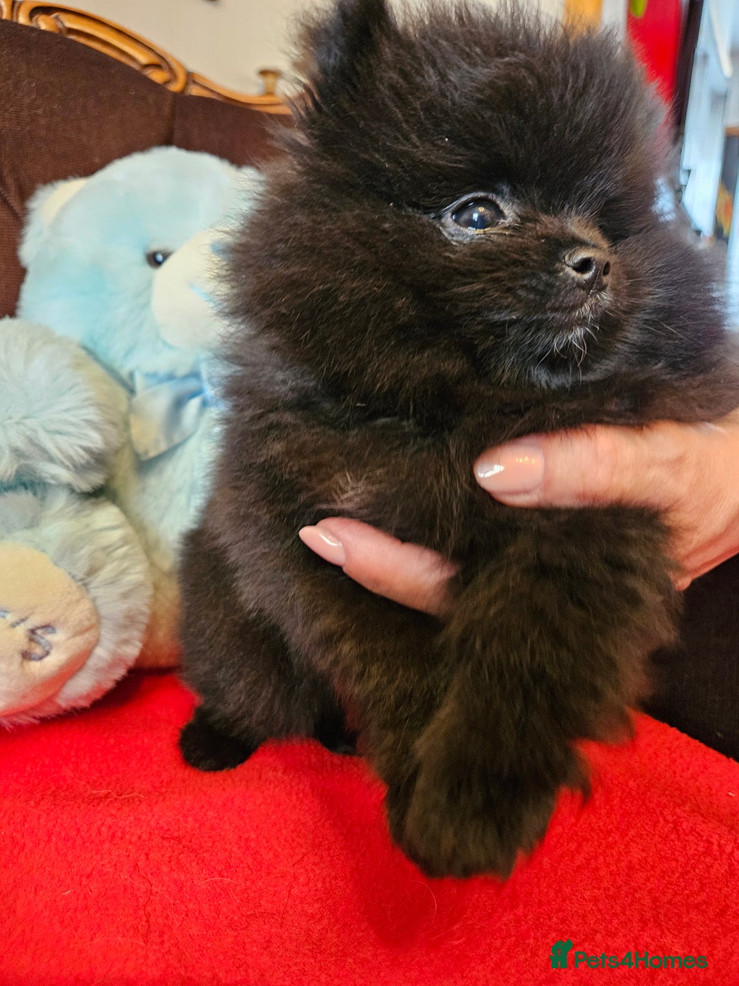Pomeranian dogs for sale: 3 beautiful black pomeranian boys for sale  - Image 9
