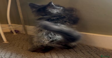 Maine Coon cats Pedigree Maine coon kittens READY NOW - Advert 10