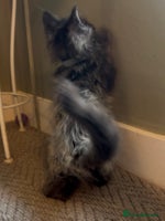 Maine Coon cats Pedigree Maine coon kittens READY NOW - Advert 10