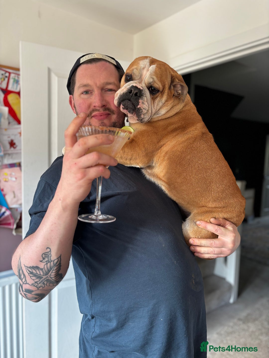 Mixed Breed dogs for sale: Bulldog for rehoming  - Image 4